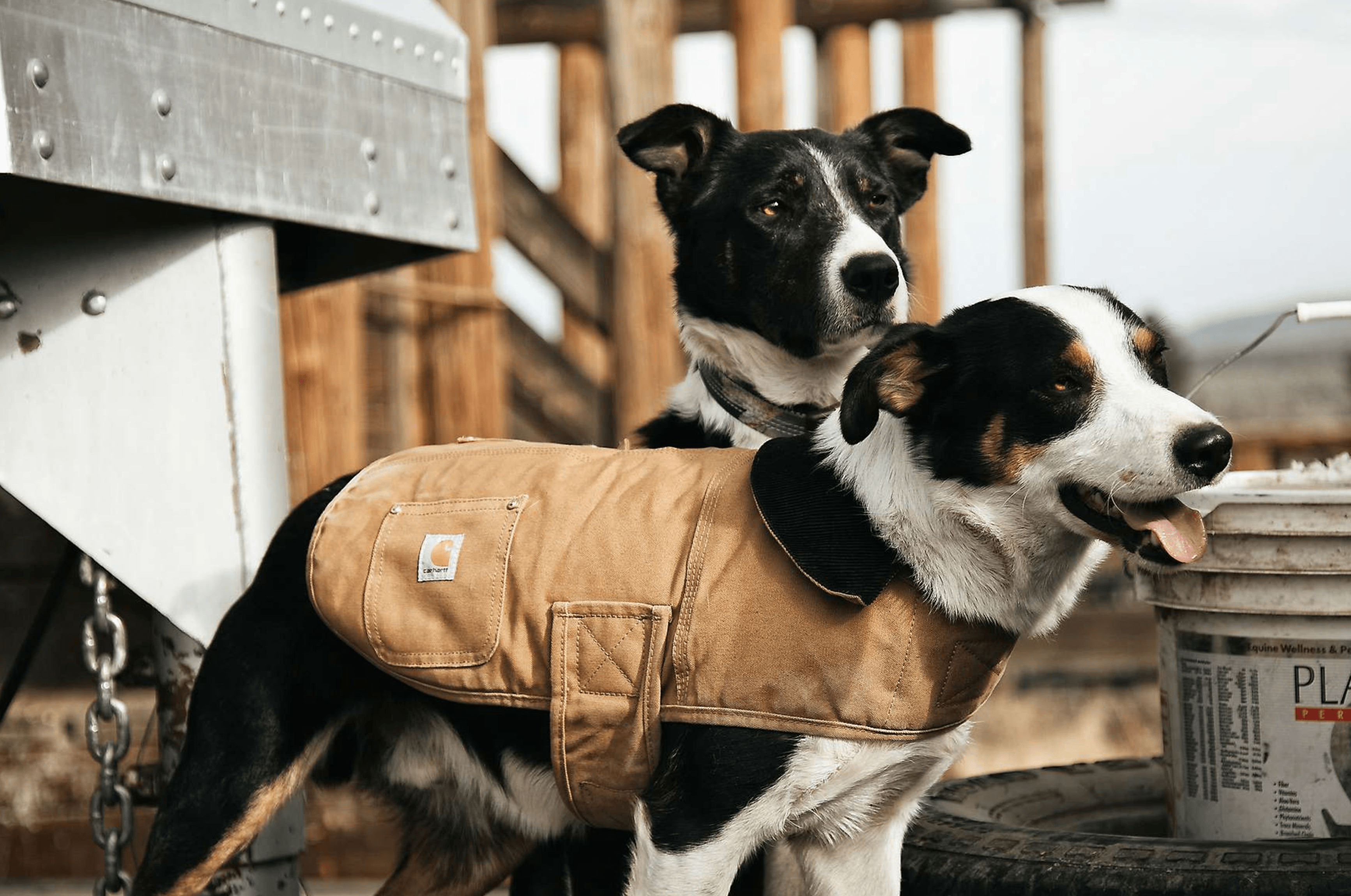 Carhartt_Dog_Coat_2Dogs.png