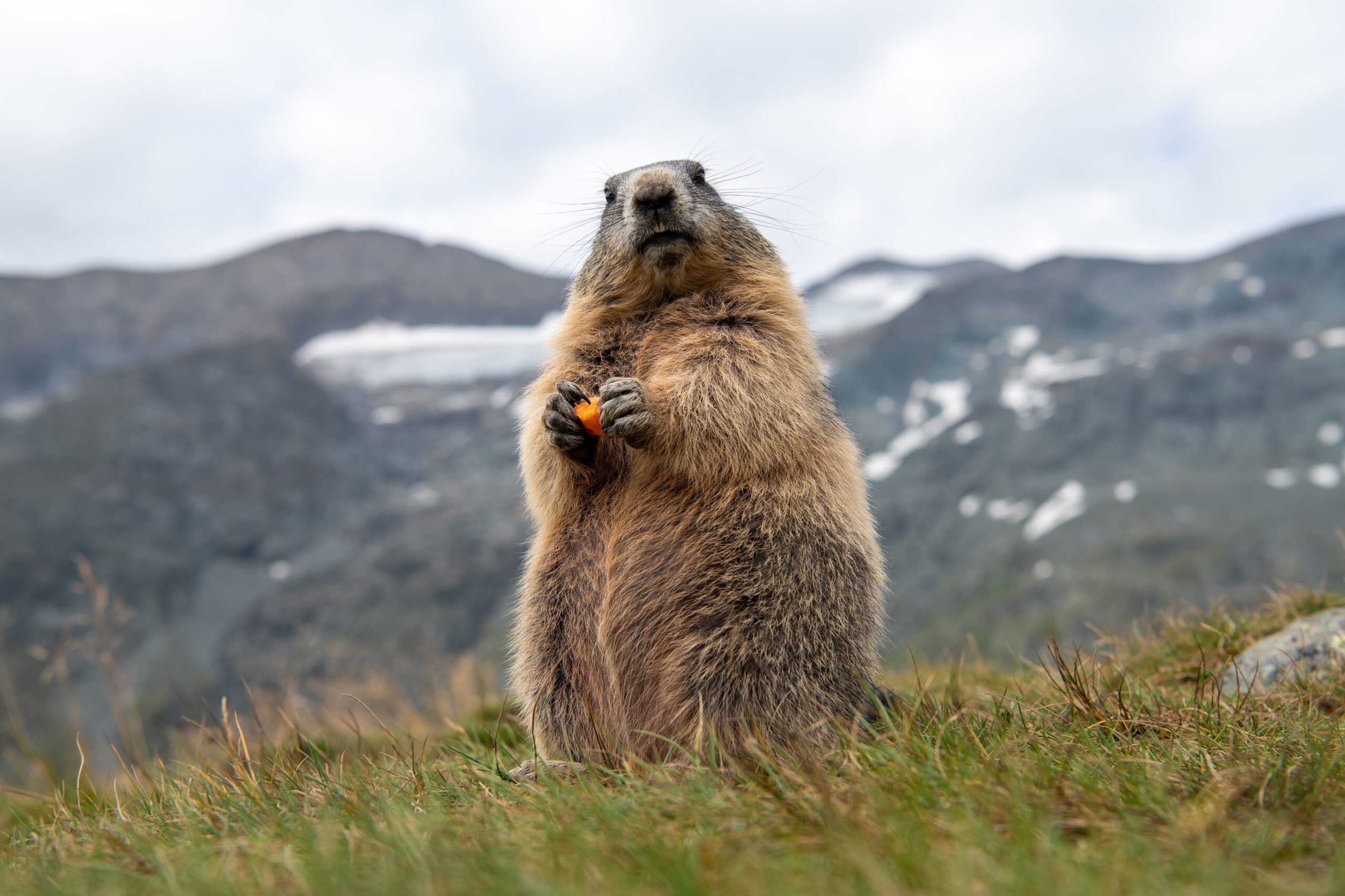 Marmot-Alpen1-scaled.jpeg