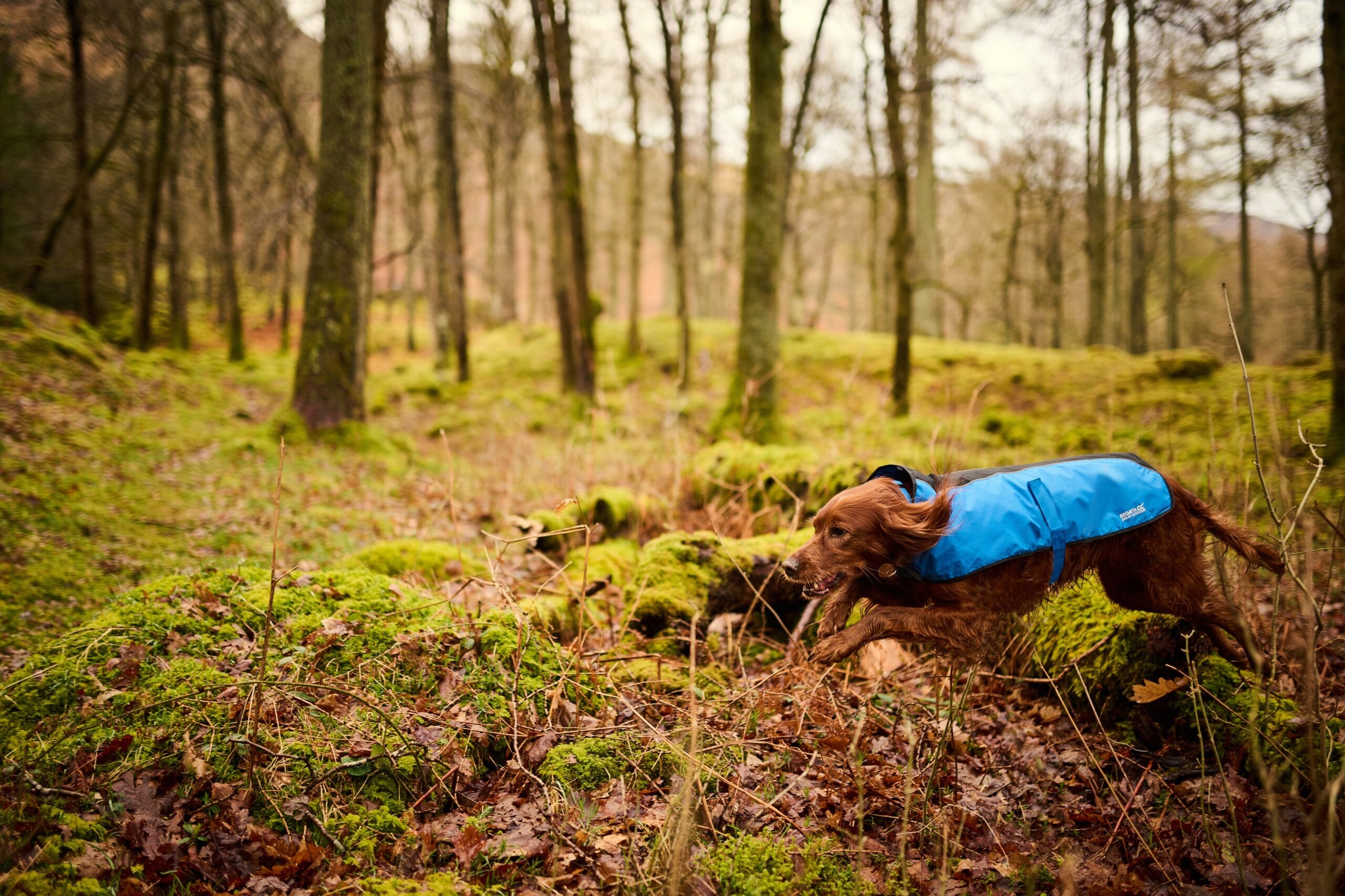 Dog-Coat-Forrest-scaled.jpg