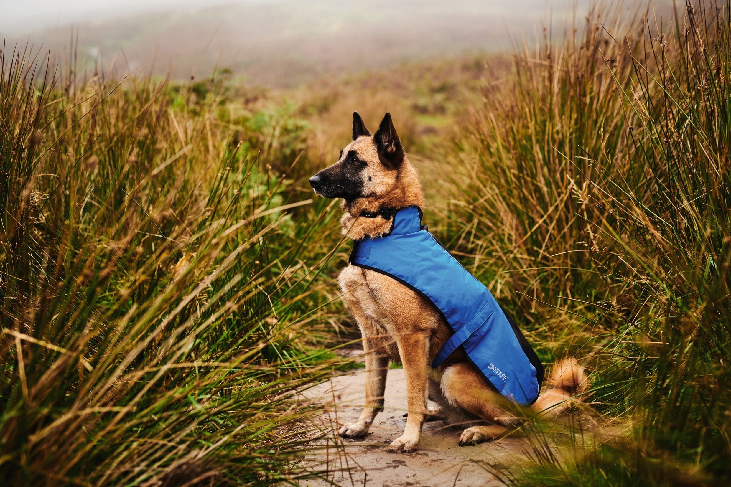 High-res-Active-Dog.jpg
